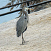 Dec 19 Blue Heron Fluffy Near Bridge IMG_9414 by georgegailmcdowellcom