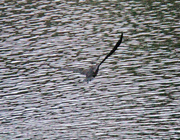 20th Dec 2022 - Dec 20 Cormorant In Flight IMG_9494