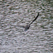 Dec 20 Cormorant In Flight IMG_9494 by georgegailmcdowellcom