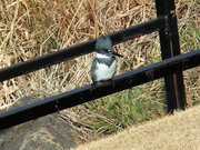 21st Dec 2022 - Dec 21 Kingfisher Up Close IMG_9620A