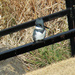 Dec 21 Kingfisher Up Close IMG_9620A by georgegailmcdowellcom