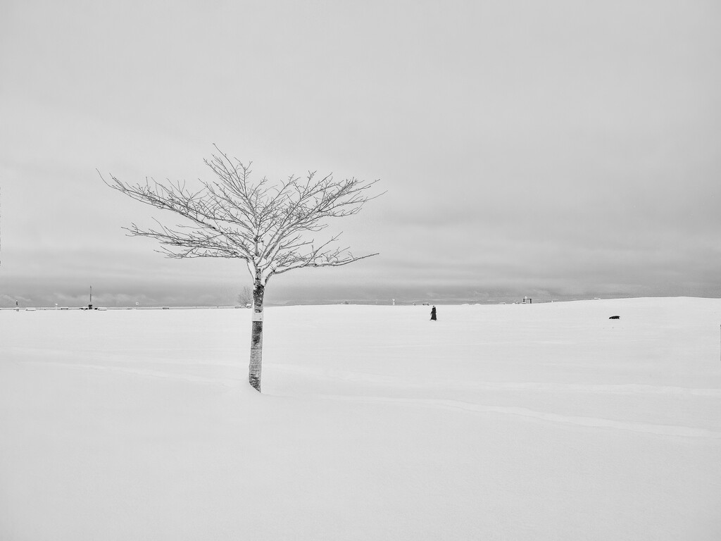 Tree in Snow, Garry Point Park by cdcook48