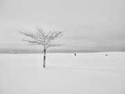 21st Dec 2022 - Tree in Snow, Garry Point Park