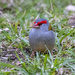 Red browed finch by flyrobin