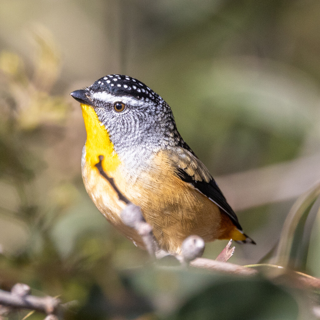 Spotted Pardalote by flyrobin