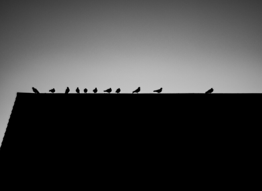‘Line of Birds’ by gavj