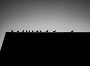 2nd Dec 2022 - ‘Line of Birds’