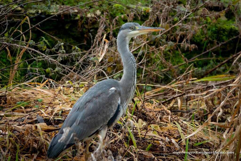 The Heron by nigelrogers