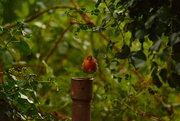 22nd Dec 2022 - Robin.....