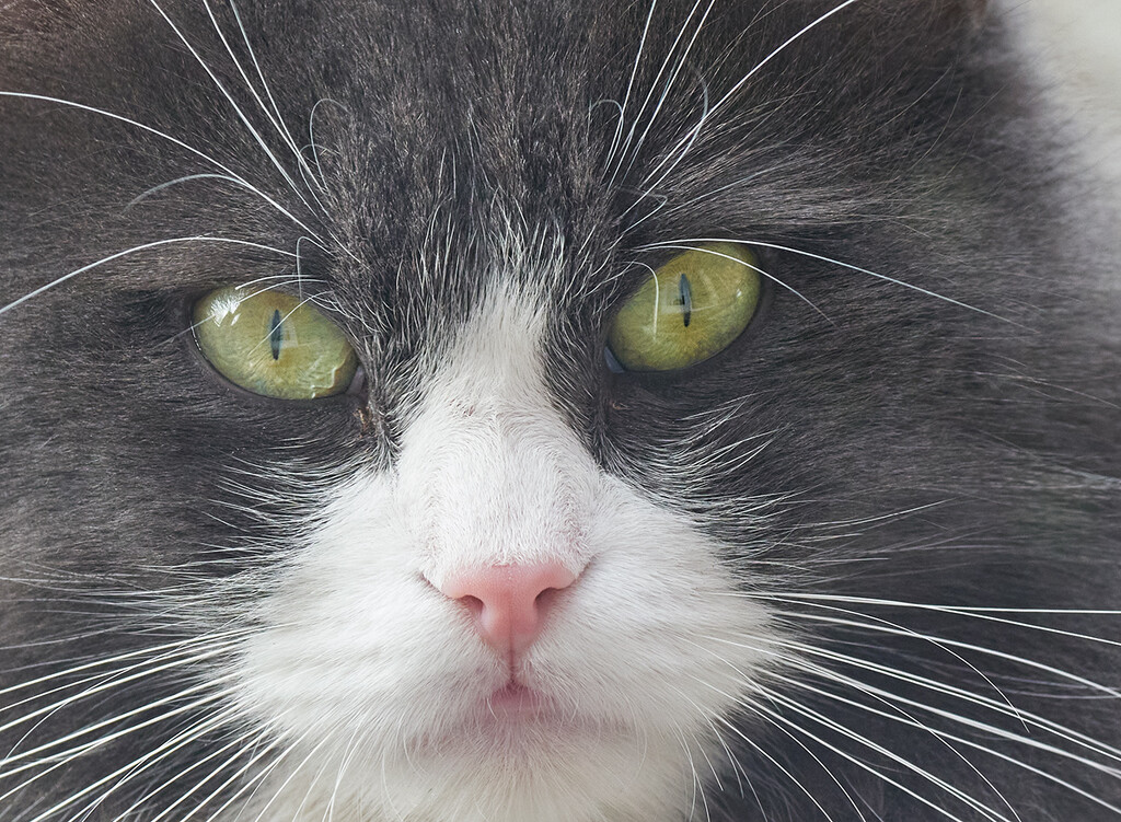 Cat Face by gardencat