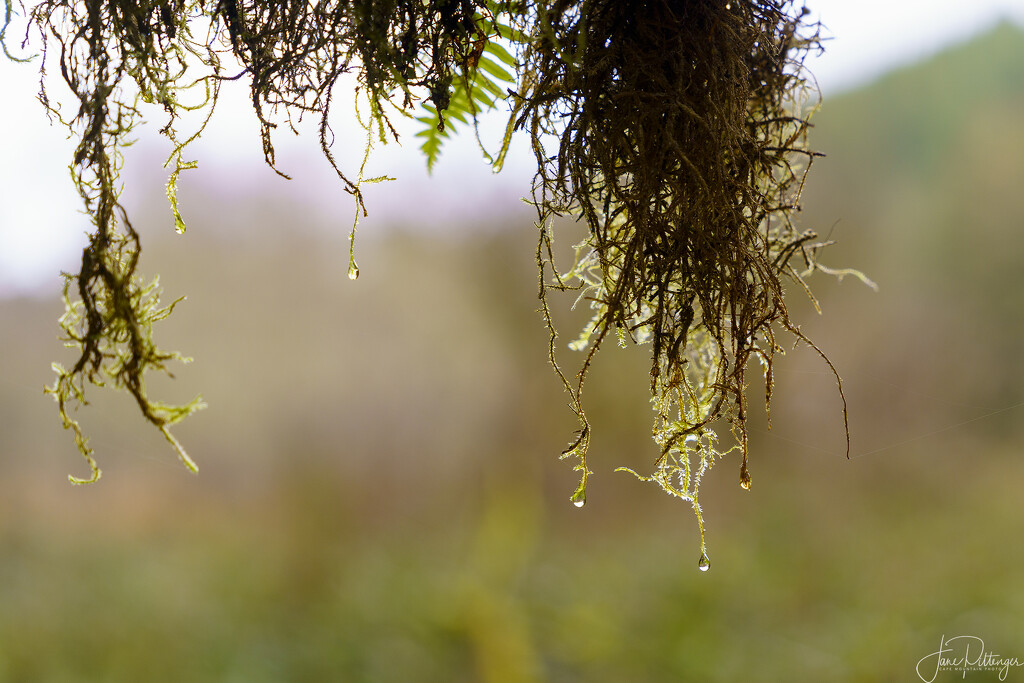Hanging Drops by jgpittenger