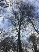 19th Dec 2022 - Tree