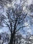 20th Dec 2022 - Tree