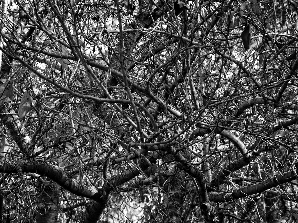 A web of branches... by marlboromaam