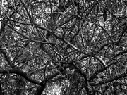 23rd Dec 2022 - A web of branches...