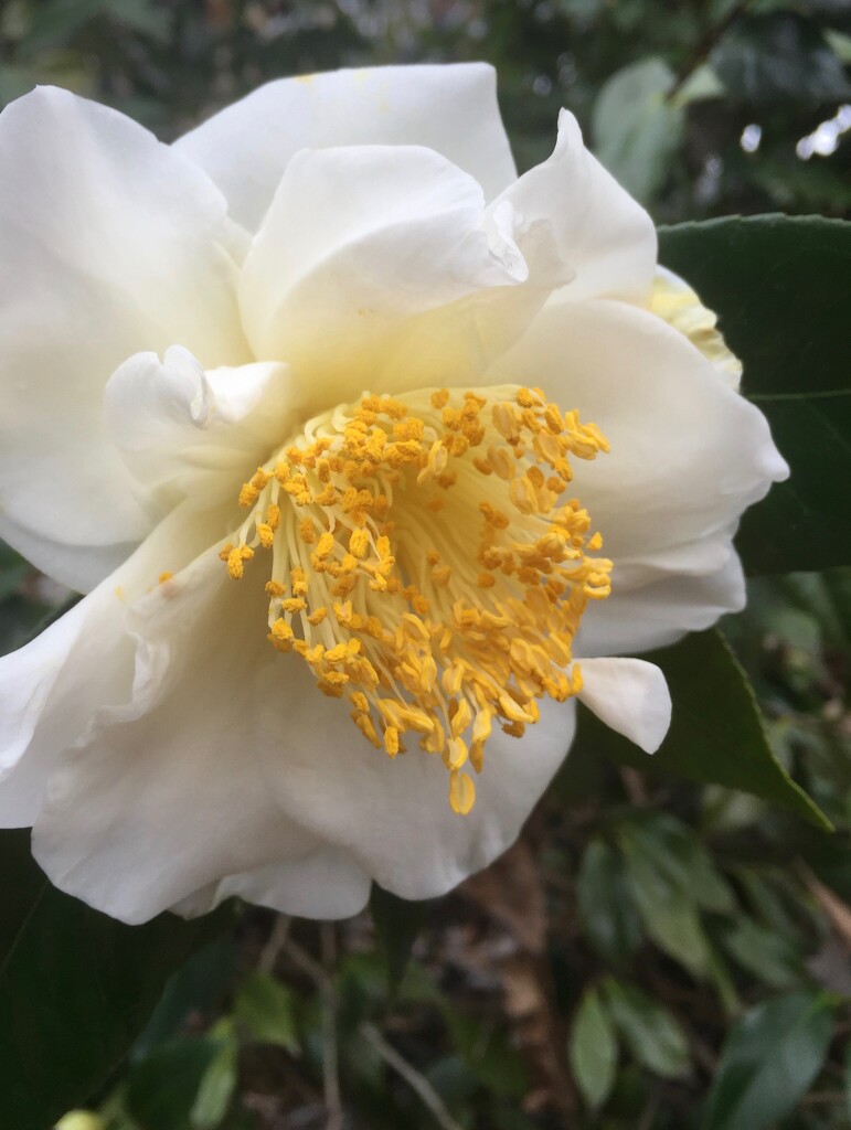 Camellia by margonaut