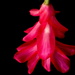 Christmas cactus flower
