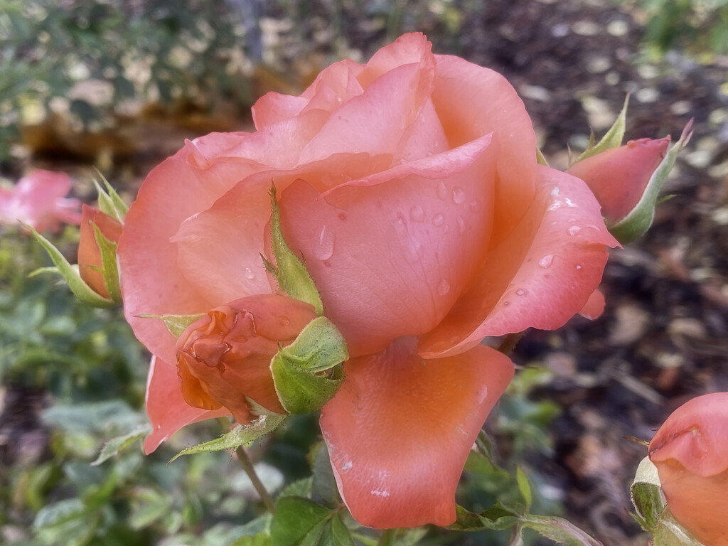  Garden Rose by joysfocus