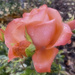  Garden Rose by joysfocus