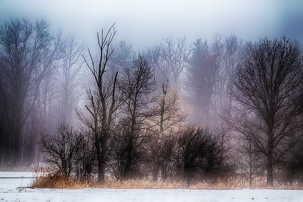 Foggy Winter by pdulis