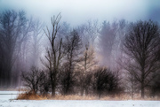 22nd Dec 2022 - Foggy Winter