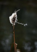 21st Dec 2022 - Cattail Blowing in the Breeze