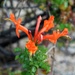 Orange flowering bush by sandlily
