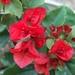 Our bougainvillea by sandlily