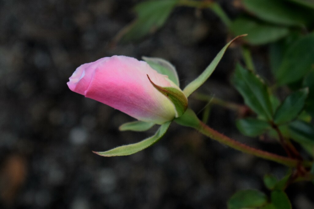The blushing rosebud by sandlily