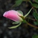 The blushing rosebud by sandlily