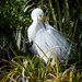White Heron or Kotuku by yorkshirekiwi