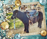 22nd Dec 2022 - A Pony For Christmas