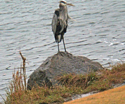 22nd Dec 2022 - Dec 22 Blue Heron On Rock IMG_9630A