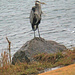 Dec 22 Blue Heron On Rock IMG_9630A by georgegailmcdowellcom