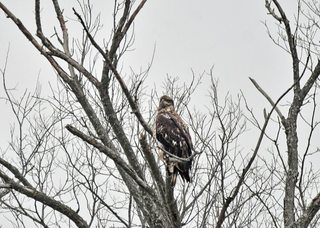 A Nice Sighting on a Dreary Day by kareenking