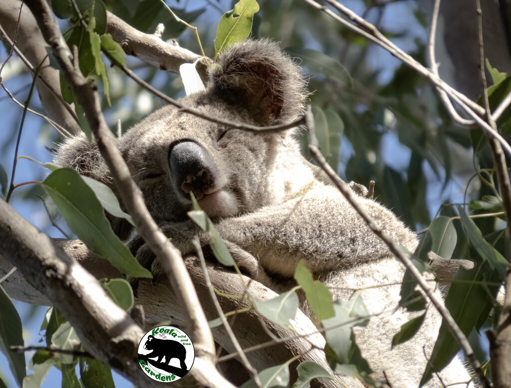 that sleepy face by koalagardens