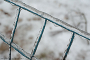 23rd Dec 2022 - Iced Fence - Silver Thaw