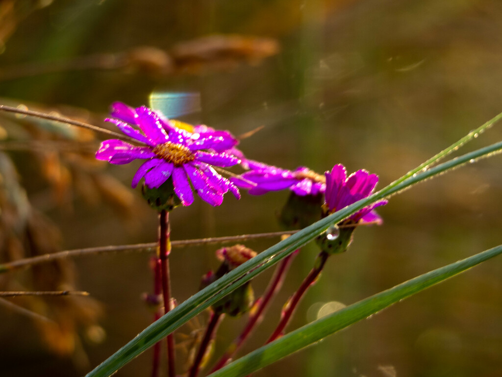 purple daisy by christinav