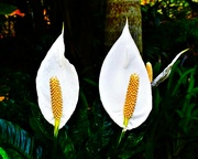 24th Dec 2022 - Two Peace Lilies For Christmas ~  