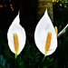 Two Peace Lilies For Christmas ~   by happysnaps