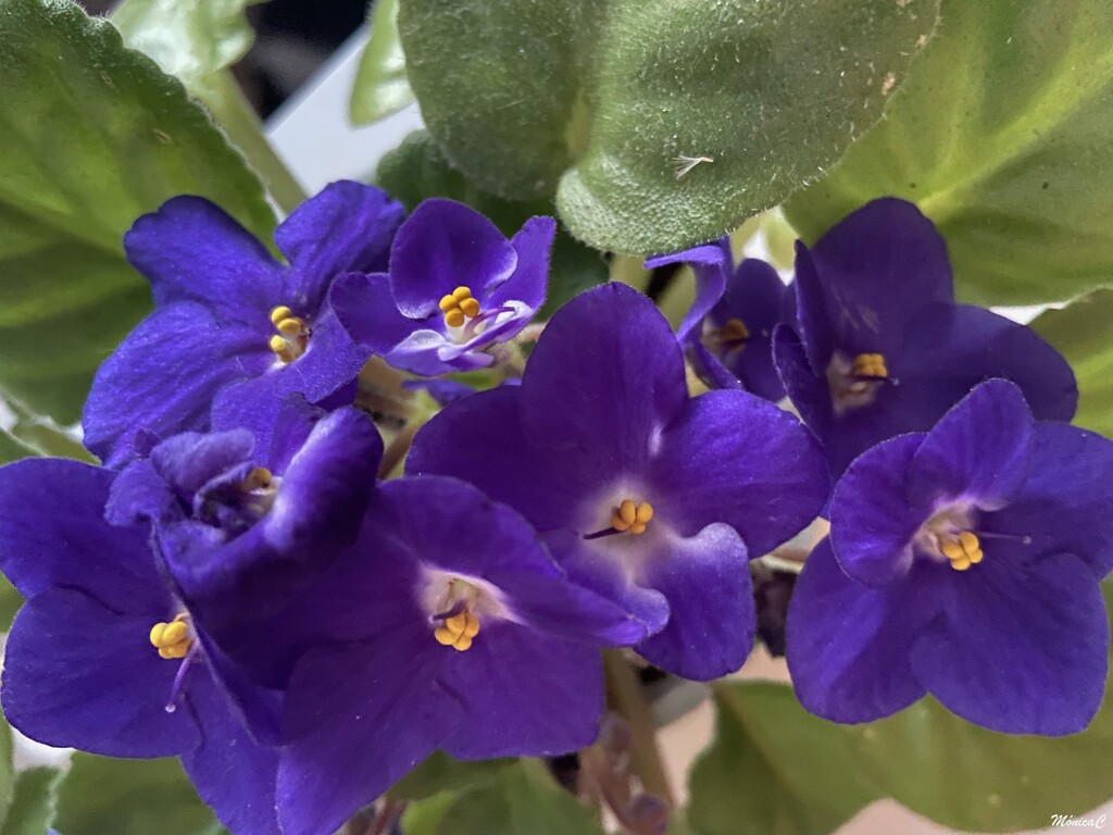 African Violet by monicac