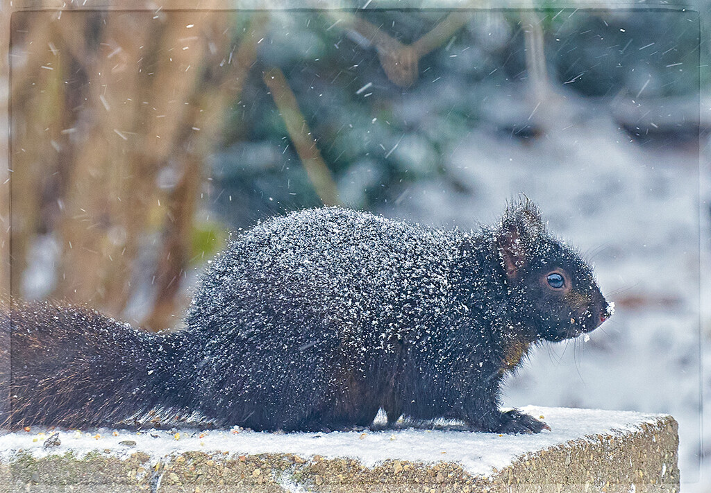 Frosted Squirrel  by gardencat