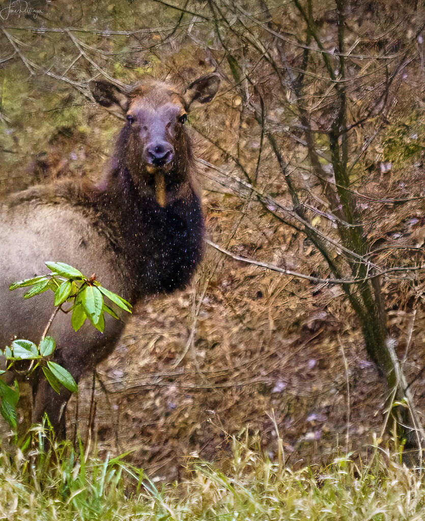 Elk in the Rain by jgpittenger