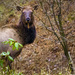 Elk in the Rain by jgpittenger