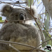 Wattle by koalagardens