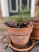 10th Dec 2022 - Pinecone and Terracotta 
