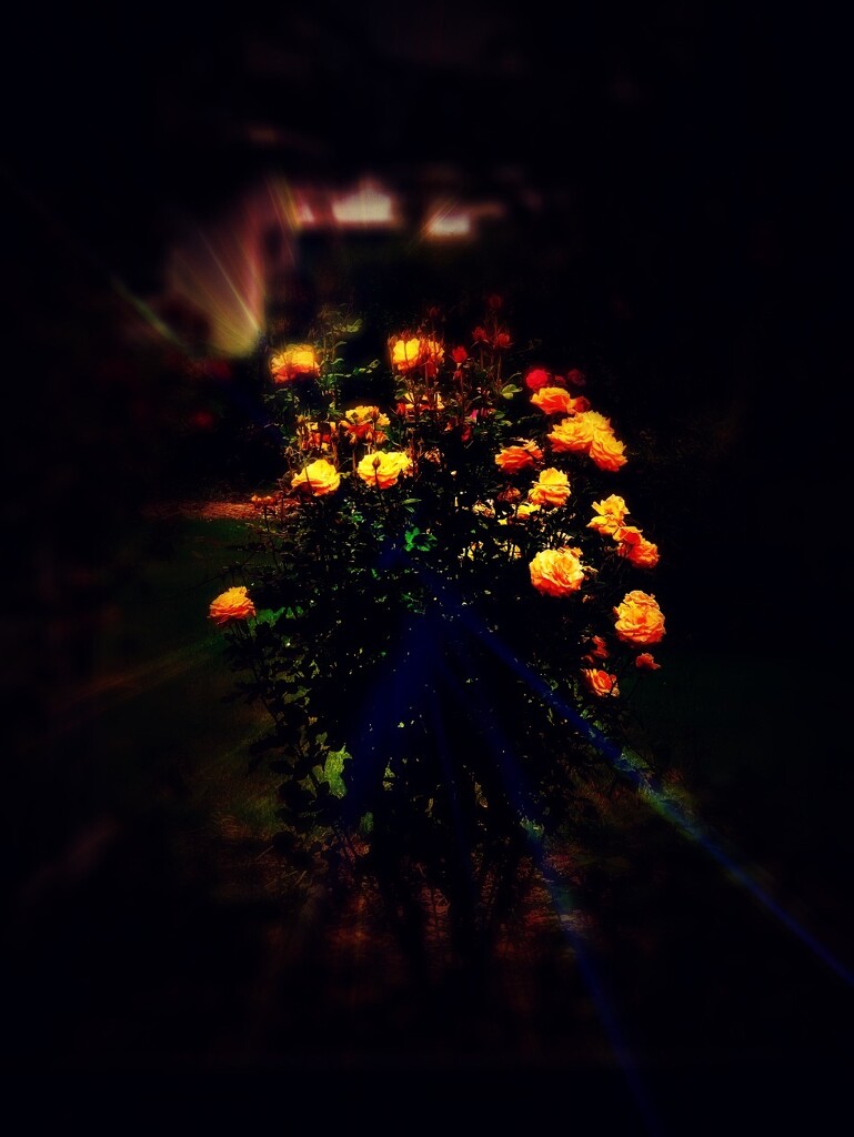 A rose bush.. by maggiemae