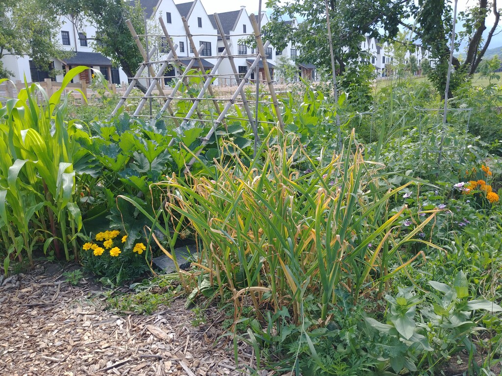 Community Garden plots by cwarrior