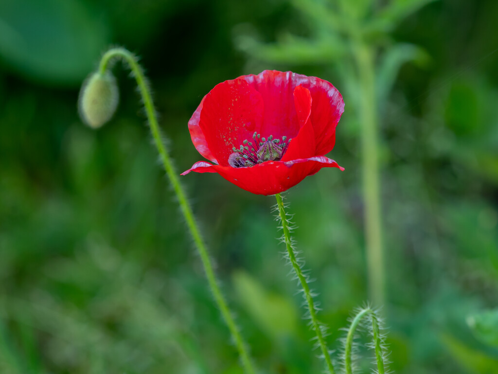 Poppy flower by gosia