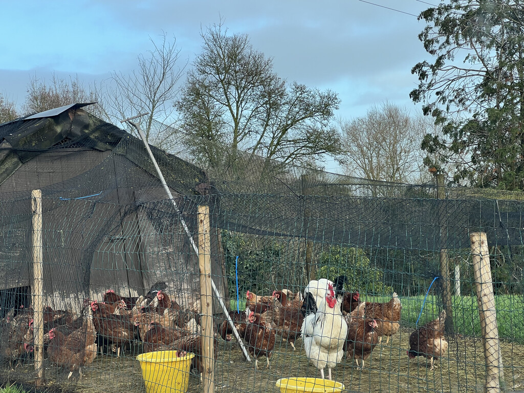 Free range hens at my local farm by marshwader